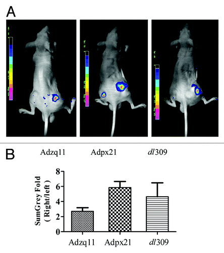 Figure 3. RCAd enhanced AdGFP transduction in tumor in vivo. A total of 5 × 106 NCI-H460 cells were injected subcutaneously into both hind limbs of Balb/C nude mice. When the tumor size reached 10 mm in diameter, animals were divided into 3 groups (n = 3). A total of 5 × 107 RCAd plus 1 × 108 AdGFP were injected into the tumor on the right hind limb, while about 1 × 108 AdGFP alone were injected into the tumor on the left hind limb as control. Forty-eight hours later, in vivo imaging was performed by NightOwl LB 981 Molecular Imaging System (Berthold Technologies) (A). Comparison of fluorescence intensity in NCI-H460 tumors, data are shown as ratio of RCAd plus Ad-GFP (right leg) over AdGFP alone (left leg) (B).
