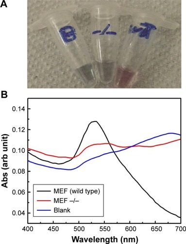 Figure 6 Detection of TDP2 in MEF cells using gold aggregating gold method.Notes: (A) A photograph of the final results of the GAG assay conducted on MEF wild-type and TDP2-deficient cell lines as well as a blank (negative control). The results show that the AuNPs have aggregated and turned blue in both the blank and Tdp2−/− MEF cells while there was no aggregation observed in the wild-type MEF cells, with the AuNPs remaining red in color, indicating the presence of the TDP2 mRNA transcript. (B) The extinction spectra of the AuNPs after conducting the GAG assay on the blank, wild-type, and Tdp2−/− MEF cells, confirming the nonaggregation of the AuNPs in the wild type due to the presence of TDP2 and the aggregation of the AuNPs in the blank and Tdp2−/− due to the absence of TDP2.Abbreviations: AuNP, gold nanoparticle; GAG, gold aggregating gold; MEF, mouse embryonic fibroblast; TDP2, tyrosyl DNA phosphodiesterase 2.