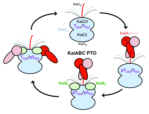 Figure 7. Changing protein-protein interactions over the daily cycle of the KaiABC PTO. KaiA dimer stimulates phosphorylation of KaiC in the hypo-phosphorylated T432/S431 (TS) state by interacting with a CII-terminal peptide via its C-terminal domains (C-KaiA). KaiC is first phosphorylated at T432 residues (pTS) and then also at S431 residues (pTpS = hyper-phosphorylated state). Unlike KaiA, KaiB shows no affinity for the KaiC C-terminal peptide and instead binds to the dome-shaped CII surface, triggering dephosphorylation first of pT432 (TpS) and then of pS431 residues via an ATP synthase mechanism, thus restoring the hypo-phosphorylated state. Dephosphorylation is accompanied by KaiC subunit exchange and the appearance of a ternary KaiABC complex that sequesters KaiA and therefore prevents it from stimulating KaiC phosphorylation. At this stage, KaiA lodges as a monomer on the side of the KaiBC complex, contacting it via its N-terminal (N-KaiA) domain. Each of the three proteins thus undergoes a change in quaternary structure over the 24-h period: KaiC hexamers exchange monomeric subunits, KaiB tetramer splits into dimers, and KaiA dimer splits into monomers.