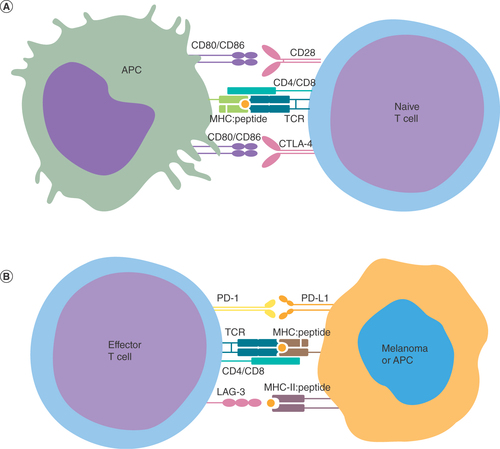 Figure 1. Therapeutically targeted immune checkpoints.(A) Immune checkpoint targets involved in naive T-cell antigen priming/activation. (B) Immune checkpoint targets involved in effector T-cell activity.APC: Antigen-presenting cell; TCR: T-cell receptor.