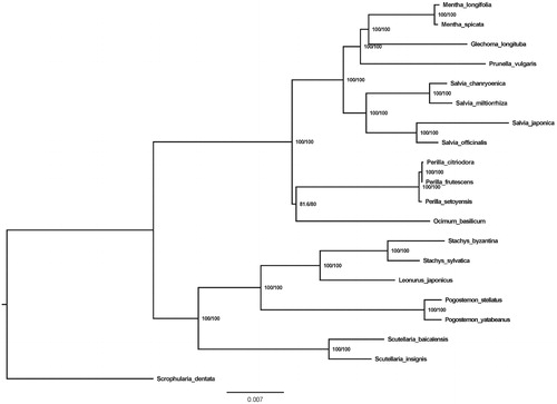 Figure 1. Neighbor-joining (NJ) phylogenetic tree based on 20 complete chloroplast genomes. Accession numbers: Mentha longifolia (NC_032054.1); Mentha spicata (NC_037247.1); Glechoma longituba (MF521633.1); Prunella vulgaris (NC_039654.1); Salvia chanryoenica (NC_040121.1); Salvia miltiorrhiza (NC_020431.1); Salvia japonica (NC_035233.1); Salvia officinalis (NC_038165.1); Perilla citriodora (NC_030755.1); Perilla frutescens (NC_030756.1); Perilla setoyensis (NC_030757.1); Ocimum basilicum (NC_035143.1); Stachys byzantina (NC_029825.1); Stachys sylvatica (NC_029824.1); Leonurus japonicus (NC_038062.1); Pogostemon stellatus (NC_031434.1); Pogostemon yatabeanus (NC_031433.1); Scutellaria baicalensis (NC_027262.1); Scutellaria insignis (NC_028533.1); Scrophularia dentata (NC_036942.1).