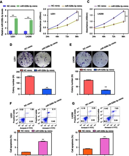 Figure 2 The effects of miR-526b-3p on the proliferation and apoptosis of U251 and LN299 cells. (A) Levels of miR-526b-3p in U251 and LN299 cells transfected with miR-526b-3p mimics were found to be higher than that in the cells transfected with NC mimics. (B and C) The cell viabilities of U251 and LN299 cells were determined by CCK-8 assays. (D and E) Transfection of miR-526b-3p mimics reduced the cell colony number of U251 and LN299 cells. (F and G) Flow cytometry analysis evaluated the apoptotic rates of U251 and LN299 cells transfected with NC mimic or miR-526b-3p mimic. **P<0.01.Abbreviations: miR-526b-3p, microRNA-526b-3p; qRT-PCR, quantitative real-time polymerase chain reaction; NC, negative control; CCK-8, cell counting kit.