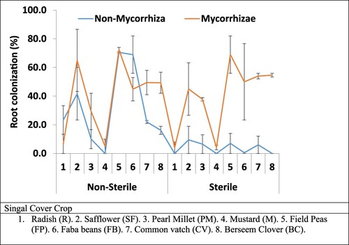 Figure 1. Mycorrhiza inoculated root ratio (%). Single Cover crop plant species grown under sterile and non-sterile soil conation and inoculated with mycorrhiza inoculation.