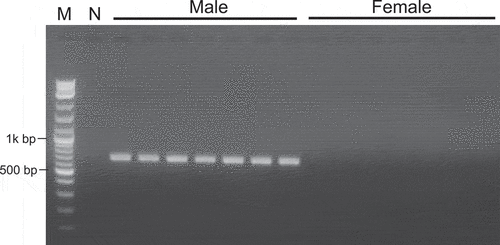 Figure 3. Results of PCR using primers: a primer set PMG1F1 and PMG1R1 designed from male-specific contig k141_82390. M: 1 kb Plus DNA Ladder (New England Biolabs), N: Negative control (H2O)