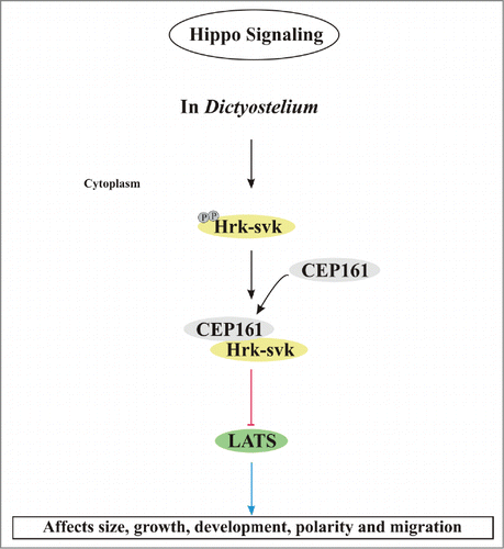 Figure 6. Model for the regulation of Hippo signaling by CEP161. In D. discoideum, CEP161 interacts with Hrk-svk and reduces its auto- and trans-phosphorylation ability presumably leading to an inhibition of the pathway. CEP161 influence on Hippo pathway components is shown in various colors, with black pointed arrows for direct interactions and red blunt lines indicating inhibitory interactions and blue arrows point to the affected functions.