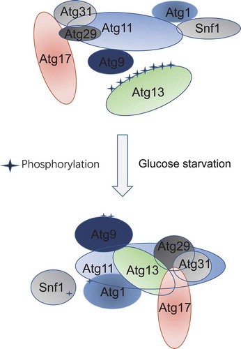 Figure 6. Model of Atg11 participating in initiation of glucose starvation-induced autophagy. In response to glucose starvation, Atg11 participates in the assembly of the PAS by regulating the association of Atg17 with Atg29-Atg31. Simultaneously, Atg1 is activated by Atg11 mediating binding of Atg1 with Snf1, and Atg9 vesicles are recruited to the PAS by Atg11 to initiate glucose starvation-induced autophagy
