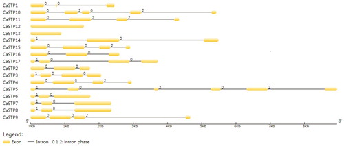 Figure 2. Intron/exon configurations of CaSTP genes. Exons and introns are shown as yellow boxes and thin lines, respectively. 0 = intron phase 0; 1 = intron phase 1; 2 = intron phase 2.
