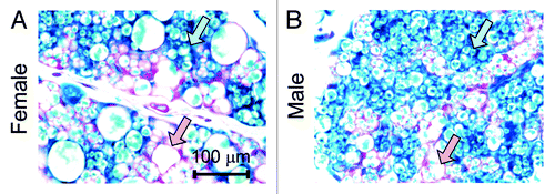 Figure 2. Newly differentiated adipocytes are not necessarily small in size. (A and B) Representative β-gal staining of sWAT from 28 d old female and male mice. The mothers of these mice were on doxycycline diet during embryonic day 9 to embryonic day 16. Pink arrows, LacZ-negative adipocytes that have relative large cell sizes; blue arrows, LacZ-positive adipocytes that have relative small cell sizes.