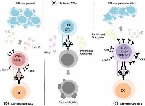 Figure 8. Proposed phenotype of a potentially unique population of CD8+ T regulatory (Treg) cells. Center column (a) depiction of CD8+ CTLs defined by secretion of IFN-γ, Perforin and Granzymes. Left column (b) depiction of CD4+ Treg cells defined by the expression of CD25, CTLA-4 and Foxp3 and the secretion of TGF-β1 or IL-10. Right column (c) depiction of CD8+ Treg cells elicited by vaccination with the oncogenic tumor-self protein D52 and defined by the expression of CTLA-4, ICOS, CCR8, and BLIMP-1, as well as secretion of IL-10, Perforin, and Granzymes (Grzb).