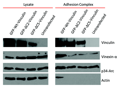Figure 5. Vinculin mutants deficient in F-actin bundling also alter vinculin’s scaffold function and prevent actin accumulation at adhesion complexes. Adhesion complexes were isolated from Vin−/− MEFs expressing either WT-, ΔC2-, ΔC5 vinculin or untransfected, after incubation with FN coated beads for 30 min.