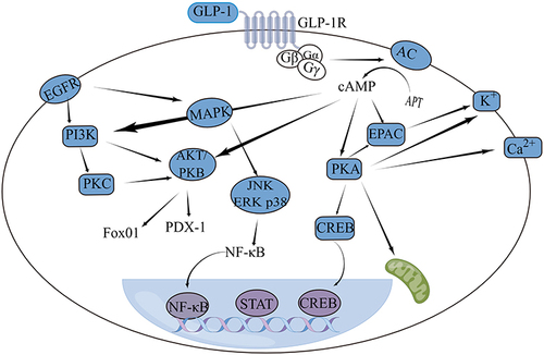 Figure 1 The GLP-1/GLP-1R signaling pathway in cells.