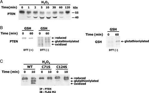 Figure 1. Reversible oxidation and reduction of PTEN by H2O2 and GSH. (A) NIH 3T3 cells were incubated with 0.3 mM H2O2 for the indicated times, after which cell lysates were alkylated with NEM and immunoblotted with antibodies against PTEN. (B) Recombinant PTEN was incubated with 7 mM GSH for the indicated times. Samples were then alkylated with NEM and subjected to non-reducing SDS-PAGE followed by immunoblotting with antibodies against PTEN (B, left) and GSH (B, right) to analyze the redox state of PTEN. (C) Cells overexpressing wild-type and PTEN mutants were incubated with 1 mM H2O2 for the indicated times. Immunoprecipitates were prepared from NIH 3T3 cell lysates with polyclonal antibodies against PTEN and subjected to immunoblot analysis by using a monoclonal anti-FLAG-M2 antibody.