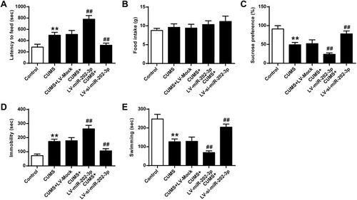 Figure 2 Effect of miR-202-3p on CUMS-induced depression-like behavior. (A) Delay in food intake in mice. (B) Determination of feed consumption. (C) Determination of sucrose preference. (D) Measurement of immobility time in FST of rats. (E) Measurement of swimming time in FST of rats. n = 6. **P<0.01 vs control group; ##P<0.01 vs CUMS+LV-MOCK group.