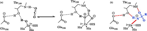 Figure 1. Zinc coordination within CA active site showing: (a) hydration of CO2 to HCO3– and (b) a sulfonamide inhibitor bound to the zinc ion and the gate keeping residues Thr199-Glu106, conserved in all α-CAs [4].
