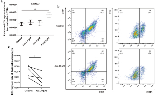 Figure 7. Upregulation of GPR133 by demethylation in decidual macrophages decreased the percentage of apoptotic HTR-8/SVneo cells that underwent phagocytosis. (a) Decidual macrophages from healthy pregnant women were treated with 5-aza-dc for 72 h; thereafter, the expression of GPR133 was measured by qRT – PCR. The data are presented as the means ± SDs and were analysed by two-sided paired Student’s t tests. **p < 0.01. (b) Decidual macrophages from healthy pregnant women were subjected to continuous demethylation treatment with 5-aza-dC for 72 h and incubated with apoptotic HTR-8/SVneo cells stained with the CMRA probe for 120 min. A FCM assay was performed to analyse the efferocytosis rate. The efficiency of the phagocytosis was calculated as follows: (CMRA+CD45+CD14+ macrophages/CD45+CD14+ macrophages) ×100%. (c) The statistical data were analysed by two-sided paired Student’s t tests. *p < 0.05.