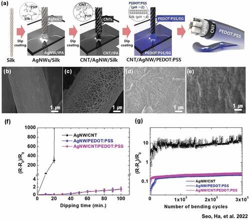 Figure 7. Features of Ag nanowire/CNT/PEDOT:PSS-coated conductive silk yarns fabricated by using a roll-to-roll process. (a) Schematic illustration of the fabrication process for conductive silk yarn with a Ag nanowire/CNT/PEDOT:PSS composite coating, and SEM images taken of (b) bare silk and (c) Ag nanowire-coated, (d) Ag nanowire/CNT-coated, and (e) Ag nanowire/CNT/PEDOT:PSS-coated silk fibers. Normalized change in the resistance of fiber electrodes as a function of (f) the dipping time in water and (g) the number of bending cycles. Reproduced with permission from ref. (Seo, Ha, et al. Citation2022).