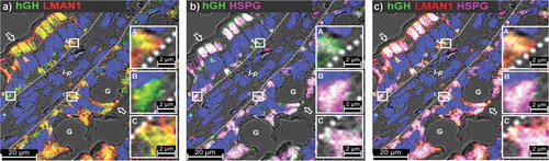 Figure 9. Chx A→B transcytosis involves a basal recycling vesicle compartment. Micrographs represent co-localization of (a) hGH and LMAN1, (b) hGH and HSPG, or (c) hGH, LMAN1, and HSPG at 15-min post-ILI of Chx266-hGH in vivo into rat jejunum. Nuclei stained with 4′,6-diamidino-2-phenylindole (DAPI; blue).