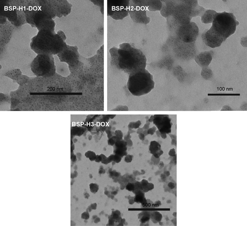 Figure S4 TEM images of BSP-H-DOX pro-drug.Abbreviations: TEM, transmission electron microscopy; BSP, branched star polymer; DOX, doxorubicin.