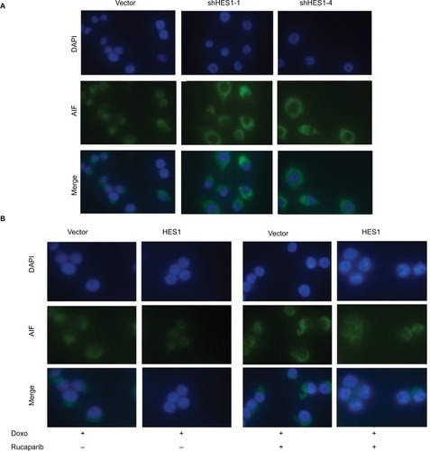 Figure 6 HES1 interplays with PARP1 to regulate AIF subcellular location.Notes: HeLa cells were pretreated with PARP1 inhibitor Rucaparib (1 nM) for 7 days, and then, the cells were treated with Doxorubicin (300 μM) for 24 hours. (A) Immunofluorescence of AIF (green) in the HES1-knockdown and control cells. DAPI staining (blue) marks the nuclei. Merged images are also shown. (B) Immunofluorescence of AIF (green) in the HES1-overexpressing and control cells. The picture shows the location of AIF (green) in cells. DAPI staining (blue) marks the nuclei. Merged images are also shown.Abbreviations: AIF, apoptosis-inducing factor; PARP1, poly(ADP-ribose) polymerase-1.