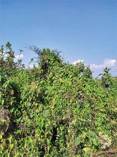 Figure 4. Inhibition by M. micrantha on native vegetation community forest area, Kumroj BZCF, CNP, Nepal. In the picture Aspidopterys cordata (a native vegetation with some traditional medicinal values) is covered by the weed.