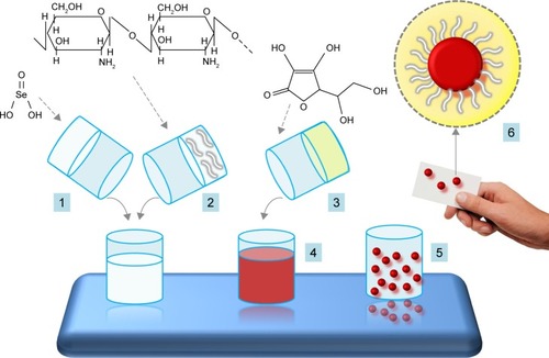 Figure 2 Scheme of preparation of selenium nanoparticles (SeNPs).Notes: For the synthesis of SeNPs, the selenious acid solution (aqueous solution of SeO2) (1) is mixed with an aqueous solution of a polysaccharide, for example, chitosan (2), and ascorbic acid solution (3), which gradually transforms the initially colorless solution into a red color solution (4). In the next step, elemental SeNPs are coated with chitosan, and the result is encapsulated nano-selenium form (5, in detail 6).Citation50,Citation213