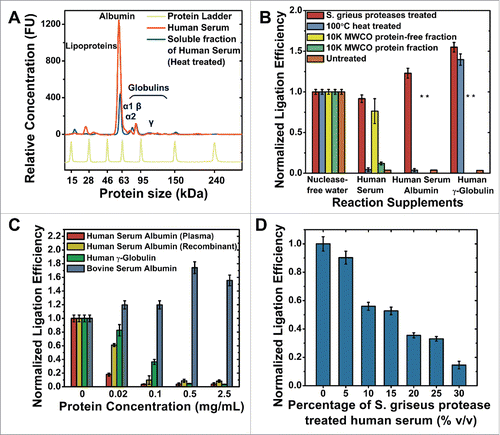 Figure 5. The effects of serum proteins on KOD1Rnl. (A) Bioanalyzer protein electropherogram of unprocessed human serum, and the soluble fraction of human serum after heat treatment. (B) Template dependent ligation efficiency of KOD1Rnl in the presence of different treated human serum, serum albumin and gamma-globulin. (C) Ligation efficiency of KOD1Rnl in the presence of different concentrations of plasma-derived and recombinant human serum albumin, human gamma-globulin, and bovine serum albumin. (D) The effects of the addition of different concentrations of S. griseus protease treated human serum on ligation efficiency. Error bars denote 1 s.d.