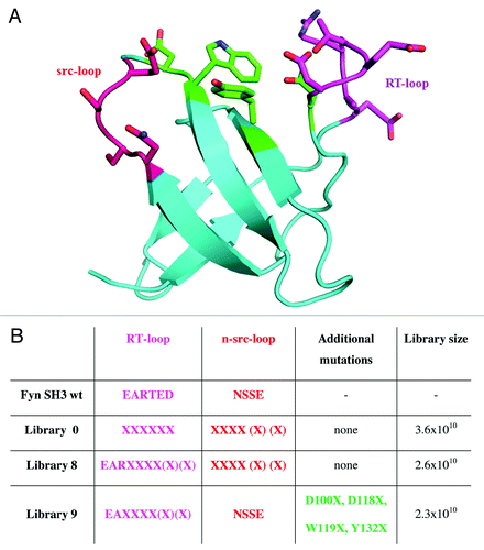 Figure 1. Fyn SH3 wild-type protein structure and randomized positions for library construction. A. Structure of the Fyn SH3 domain (Protein Data Bank entry 1M27). Colored amino acid residues represented as sticks indicate randomized positions in the RT-loop (magenta), n-src-loop (red)Citation17 and between the loops (green). B. The design of the different Fynomer libraries 0, 8 and 9 and the library sizes obtained are shown. For comparison, the amino acid sequences in the loop regions of the native Fyn SH3 domain are also shown (amino acid residues are numbered according to the sequence reported by Refs.Citation18,Citation19 X designates positions at which random mutations were introduced, allowing any of the 20 natural L-amino acids.