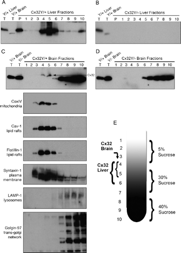 Figure 7. Sucrose gradient fractionation reveals that the brain-specific cross-reactive protein is approximately 4 kDa smaller than Cx32 and exhibits a distinct subcellular localization. (A–D) Total tissue lysates (T) or the Triton X-100–insoluble pellet (P) and (E) fractions 1 to 10 obtained through sucrose fractionation were immunoblotted under denaturing/reducing conditions using AB1. To achieve maximal separation, proteins were separated on 15% Tris-HCl polyacrylamide gels. Each lane contains 5 μg of protein. (A) Sucrose gradient fractions of Cx32Y/+ liver are compared to total tissue lysates of Cx32Y/+ liver or brain. Note the ∽4-kDa size difference between the species predominating in Cx32Y/+ liver compared to brain. (B) Sucrose gradient fractions of Cx32Y/− liver are compared to total tissue lysates of Cx32Y/+ liver or brain. No signal was detected in Cx32Y/− control lysates. (C) Sucrose gradient fractions of Cx32Y/+ brain are compared to total brain lysates prepared from Cx32Y/+ and Cx32Y/− mice (top panel). Exposure times were extended from that shown in A and B to enable detection of endogenous Cx32 in fractions 4 and 5 (arrow), migrating 4 kDa higher than the cross-reactive protein that was present at higher abundance and enriched in fractions 6 to 10. Lower panels characterize each fraction using organelle-specific markers: mitochondria (coxIV), lipid rafts (caveolin-1 and flotillin-1), plasma membrane (syntaxin-1), lysosomes (LAMP-1), and the trans-Golgi network (Golgin-97). The fractionation of liver tissue exhibited the same pattern of organelle-specific immunoreactivity (data not shown). (D) Only the lower molecular weight cross-reactive band was present in sucrose gradient fractions prepared from Cx32Y/− mouse brain. (E) Schematic of the sucrose fractionation showing the gradients enriched for Cx32 in both brain and liver.