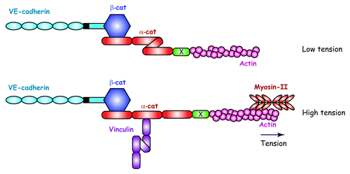 Figure 4. Force-dependent molecular mechanism at the basis of the junctional recruitment of vinculin by a-catenin. Under low tension, a-catenin exhibits a folded conformation sheltering a buried vinculin-binding site. Tension exerted by actomyosin filaments unfurls a-catenin unmasking a vinculin-binding site.Citation38,Citation54 X represents an a-catenin partner able to transmit actomyosinmediated tension. Adapted from reference Citation54.