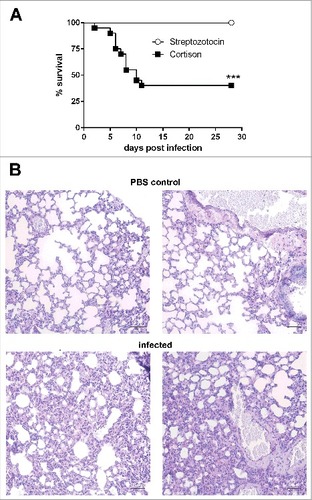 Figure 2. Corticosteroid-treated but not diabetic ketoacidotic mice succumb to infection with Lichtheimia corymbifera. (A) Survival of corticosteroid-treated and diabetic ketoacidotic mice intranasaly infected with 5 × 106 spores of L. corymbifera FSU 9682. Shown are the combined survival data from 2 independent experiments with n = 7–10 mice/group/experiment. Log-rank (Mantel-Cox) test was used to compare both groups, ##p < 0.01. (B) Representative PAS stained histological sections from lungs of PBS control mice (upper row) and infected mice 28 d p. inf. Black scale bar = 50 µm