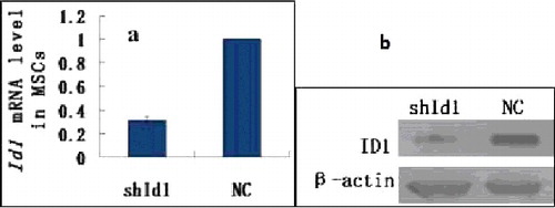 Figure 5. Detection of Id1 expression by real-time PCR (a) and ID1 by Western blotting (b) in MSCs.
