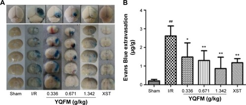 Figure 4 Effect of YQFM on blood–brain barrier permeability in mice with cerebral I/R.