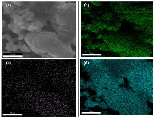 Figure 5. SEM image of (a) 0.8 wt% Sr-NT, and SEM mapping images of (b) O, (c) Sr and (d) Ti.