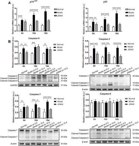 Figure 5 The JDNW formula inhibited E2F1-mediated hepatocyte apoptosis via the p53-dependent apoptosis pathway in ACLF rats.