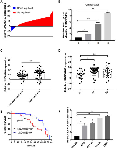 Figure 1 LINC00460 was up-regulated and correlated with poor prognosis in CRC. (A) Expression of LINC00460 was examined by qRT‐PCR assay in CRC tissues (n = 74). (B) LINC00460 was gradually elevated with advanced staging as measured by an in situ hybridization assay. (C and D) Expression of LINC00460 was up-regulated in patients with liver metastasis (C) and lymph node metastasis (D) by qRT-PCR assay. (E) The overall survival in the patients with high LINC00460 was significantly shorter than that in the patients with low LINC00460, p<0.0001 as determined by Kaplan-Meier analyses. (F) LINC00460 expression was remarkably elevated in CRC cell lines HT29, HCT116, SW480 and LOVO. *p<0.05, **p<0.01.