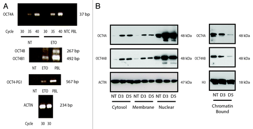 Figure 4. Analysis of OCT4 regulation in PA-1 cells after ETO treatment. PA-1 cells were treated with 8 µM ETO for 20 h, then washed and examined at the indicated time points by (A) semi-quantitative PCR or (B) cell fractionation and immunoblotting using antibodies against OCT4A or OCT4A and B, actin or histone H3 (H3), the latter two as loading controls. (A) OCT4A transcription was shown to be modestly upregulated in response to ETO after 3 d (upper panel). OCT4B was not substantially detected (middle panel). OCT4B1 was upregulated in response to ETO. OCT4-PG-1 was also upregulated in response to ETO (lower panel). Controls were NTC, non-template control; PBL, peripheral blood lymphocytes. Equivalent amplification of actin after 30 cycles was used as a control for cDNA input (bottom panel). Data representative of three independent experiments. (B) OCT4A protein was upregulated in response to ETO treatment in the cytosol, membrane and nuclear fractions. OCT4A was downregulated in the chromatin-bound fraction. No additional bands were detected with the OCT4A/B dual specificity (C-terminal) antibody compared with the mono-specific OCT4A antibody (N-terminal), indicating only OCT4A species are expressed. Data representative of two independent experiments.