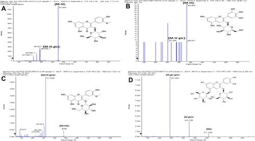 Figure 2 Base peak charts of major identified phenolic compounds of BRFE by LC-ESI-MS/MS in negative ion mode; (A) isorhamnetin 3-O-glucopyranoside, (B) delphinidin-3-O-β-glucopyranoside, and in positive ion mode; (C) isorhamnetin 3-O-glucopyranoside, (D) cyanidin-3, 5-di-O-glucoside.