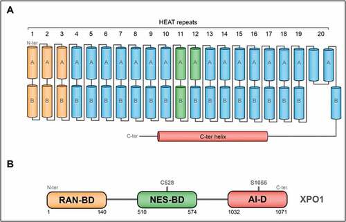 Figure 1. XPO1 architecture and domains