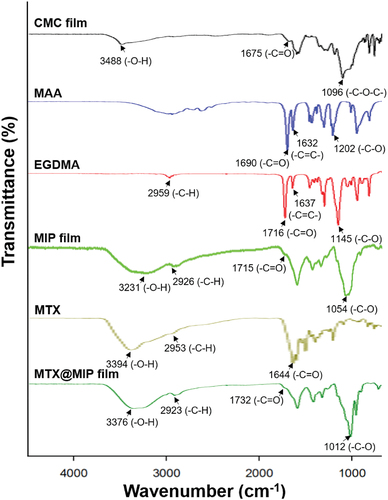 Figure 3. (a) FT-IR spectra for the CMC film, MAA, EGDMA, MIP film, MTX, and the MTX@MIP film.