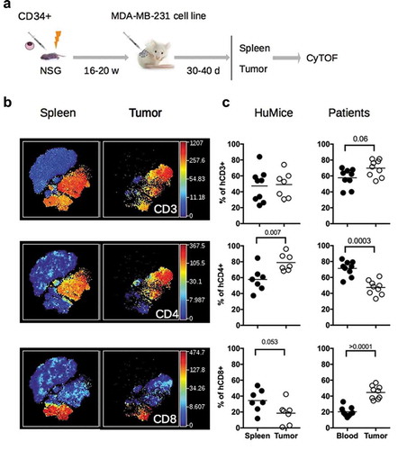 Figure 1. Distribution of human and murine leukocytes in HuMice and in breast cancer patients. (a) Experimental scheme of the study, as detailed in the text. (b) viSNE representation of gated human CD45+ cells in the spleen and the tumor of HuMice from a representative experiment. The viSNE plot was generated according to NKp46, CD38, CD33, CD45RO, PD-1, CD4, CD8, CD20, CD25, Grz-B, and HLA-DR expression using proportional sampling with 54422 events in the spleen and 10274 events in the tumor. The level of expression of each of the indicated markers is represented by a color scale on the right. (c) Frequencies of the indicated subsets were determined in HuMice by supervised 2D-gating from CyTOF data and in patients by multi-parametric flow cytometry. Each dot represents a mouse from four independent experiments or a patient in individual experiments. The horizontal line represents the mean value. The p-values indicated in the figures are from non-parametric two-tailed Mann–Whitney t-test.