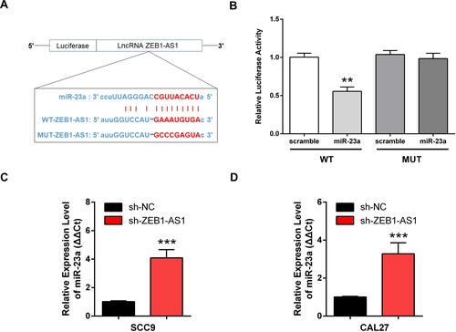 Figure 4 ZEB1-AS1 acted as a miR-23a sponge in OSCC cell lines. (A) The predicted binding sites between miR-23a and ZEB1-AS1. (B) Luciferase activity in 293T cells measured using a DLR assay. (C, D) Expression of miR-23a in OSCC cell lines following ZEB1-AS1 knockdown. Data are presented as the means ± SD. **, P < 0.001; ***, P < 0.0001.