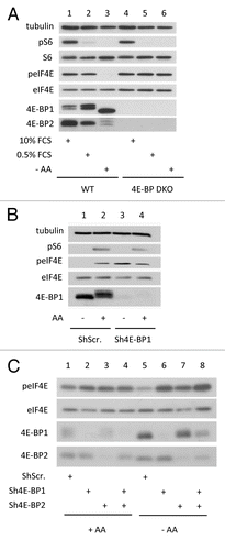 Figure 5. 4E-BPs downregulation renders eIF4E phosphorylation insensitive to serum or amino acids starvation. (A) 4E-BP DKO and WT MEF were incubated overnight in DMEM containing low serum concentration (0.5% FCS) or incubated for 1 h in amino acid-free HBSS medium or left untreated (10% FCS). (B) MiaPaca-2 cells expressing shRNA to 4E- BP1 or Scramble shRNA were incubated for 2 h in amino acid-free HBSS medium or supplemented with 10% FCS and amino acids. Cell lysates were analyzed by western blotting using the indicated antibodies. (C) HEK cells expressing shRNA against 4E-BP1 and/or 4E-BP2 or Scramble shRNA were incubated for 1 h in amino acid-free HBSS medium (-AA) or left untreated in the presence of 10% FCS (+AA). Data are representative of at least three independent experiments.