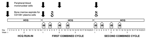 Figure 1. Schema of study treatment and acquisition of correlative samples. Patients started a 2-wk run-in of single-agent hydroxychloroquine (HCQ), which they continued during 3 wk cycles of standard bortezomib (B) on d 1, 4, 8, and 11. Solid arrows indicate time points at which samples were obtained for all patients; this included peripheral blood mononuclear cells obtained at baseline, on d 1 and 8 of cycle 1, and on d 1 of cycle 2, as well as bone marrow samples obtained at baseline and on d 1 of cycle 1. The hatched arrows indicate that the bone marrow samples obtained on combined HCQ and bortezomib were either on d 5 of cycle 1 (the final 3 patients) or d 1 of cycle 2 (all previous patients).