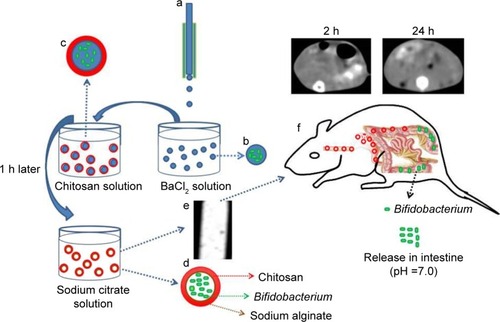 Scheme 1 Illustration of the preparation process of the CA/BaSO4 microcapsules for pH-responsive protection and release of Bifidobacterium. (a) A droplet microfluidic device, (b) formation of BA beads, (c) chitosan-coated BA beads, (d) sodium citrate liquidation, (e) CT image of CA/BaSO4 microcapsules, (f) real-time imaging of CA/BaSO4 microcapsules and releasing Bifidobacterium in vivo.Abbreviations: CA/BaSO4, chitosan-coated alginate microcapsule loaded with in situ synthesized barium sulfate; CT, computed tomography.