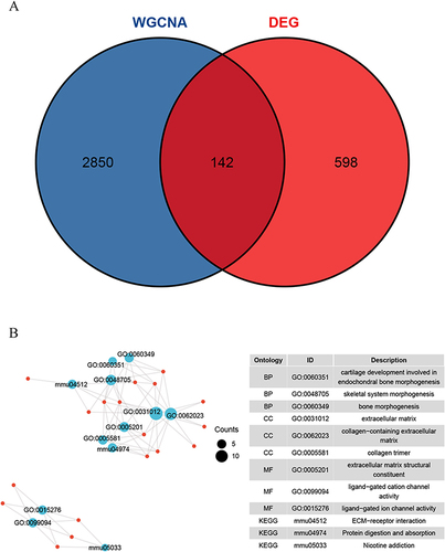 Figure 7 Screening and enrichment analysis of key genes. (A) The intersection of genes in the key modules of WGCNA and DEGs shown by Venn diagram. (B) Enrichment analysis of the key genes, BP: biological process; CC: cell component; MF: molecular function.