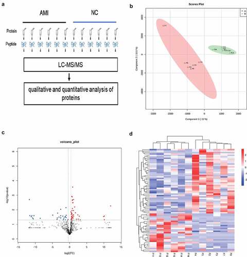 Figure 2. The label free quantitative proteomic landscape of the AMI patients and healthy controls. (a) The workflow of the label free proteomics in the study. (b) Principal component analysis illustrating moderate clustering of AMI patients and healthy controls. (c) Volcano plot of the differentially expressed proteins. Proteins significantly elevated in AMI patients or healthy controls are colored in red and blue, respectively. (d) Heatmap of the 72 significantly dysregulated proteins between AMI patients and healthy controls groups. Light blue represents the down‐regulated protein and red indicates the up‐regulated protein in the AMI patients group.