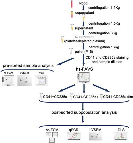 Figure 1. Study design. hs-FCM – high-sensitivity flow cytometry, LVSEM – low-voltage scanning electron microscopy, WB – Western blot, hs-FAVS – high-sensitivity fluorescence activated vesicle sorting, qPCR – quantitative polymerase chain reaction, DLS – dynamic light scattering.