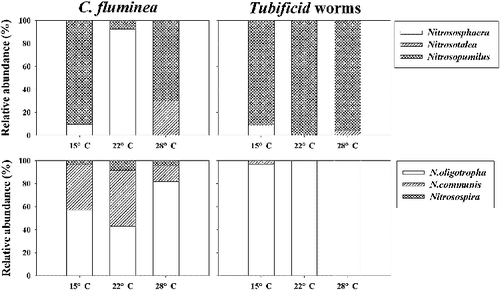 Figure 3. Relative percentages of the different ammonia-oxidizing archaea and bacteria groups detected in surface sediment samples incubated under different temperatures.