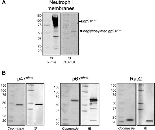 Figure 3.  Protein components of the semi-recombinant NOX2 assay. (A) Representative anti-gp91phox immunoblot analysis of neutrophil membranes used in the semi-recombinant assay. A characteristic broad band centered at ~91 kD was observed when the membranes were denatured at 70°C for 5 min (left), consistent with literature reports for glycosylated gp91phox (see, for example, ref 35. Denaturation at 100°C for 10 min elicited a single band at ~60 kD (right), consistent with deglycosylation of the protein (theroretical MW = 65.3 kD) as a result of sample preparation. (B) Representative gel images of purified, recombinant, His-tagged cytosolic proteins p47phox (left), p67phox (middle) and Rac2 (right). For each protein, the Coomassie-stained gel (2 µg of protein) and the corresponding immunoblot (40 ng of protein) are shown.