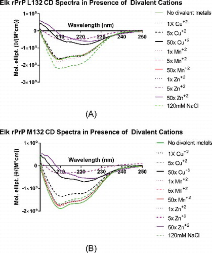 Figure 2. Circular dichroism spectra of Elk rPrP variants in presence and absence of increasing molar ratios of divalent cations. The far UV CD spectra of both L132 (A) and M132 (B) was determined incubated in PBS alone (solid green line), and in 1x (dotted line), 5x (dashed line), and 50x (solid line) molar ratios of copper (black), manganese (pink), and zinc (purple). Angle of deflection data was converted to molar ellipticity.